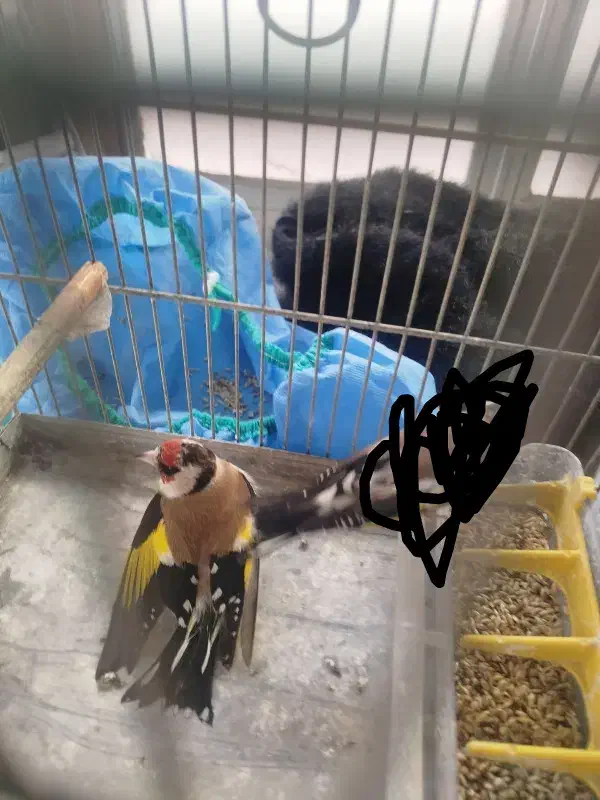 سهره ماده|پرنده|اردبیل, |دیوار