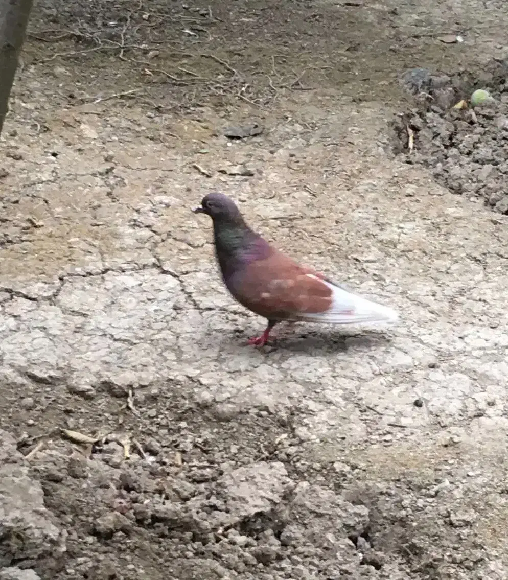 فروش کبوتر پرشی ساعتی قرمز، سبز و تلخ|پرنده|ساری, |دیوار