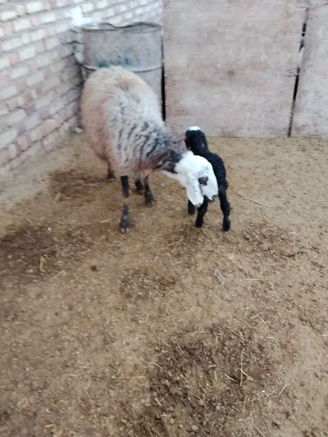 میش و بره|حیوانات مزرعه|زرندیه, |دیوار