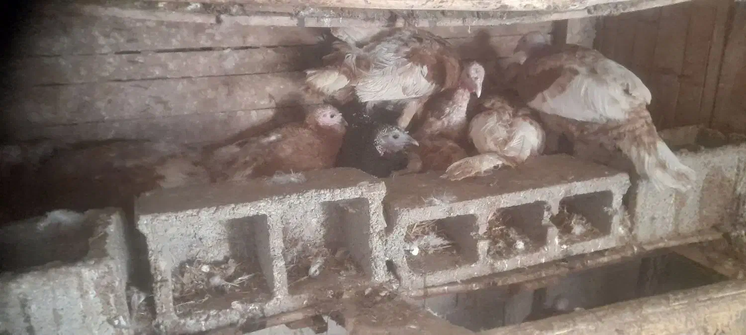 کرچ بوقلمون|حیوانات مزرعه|بشاریات, |دیوار