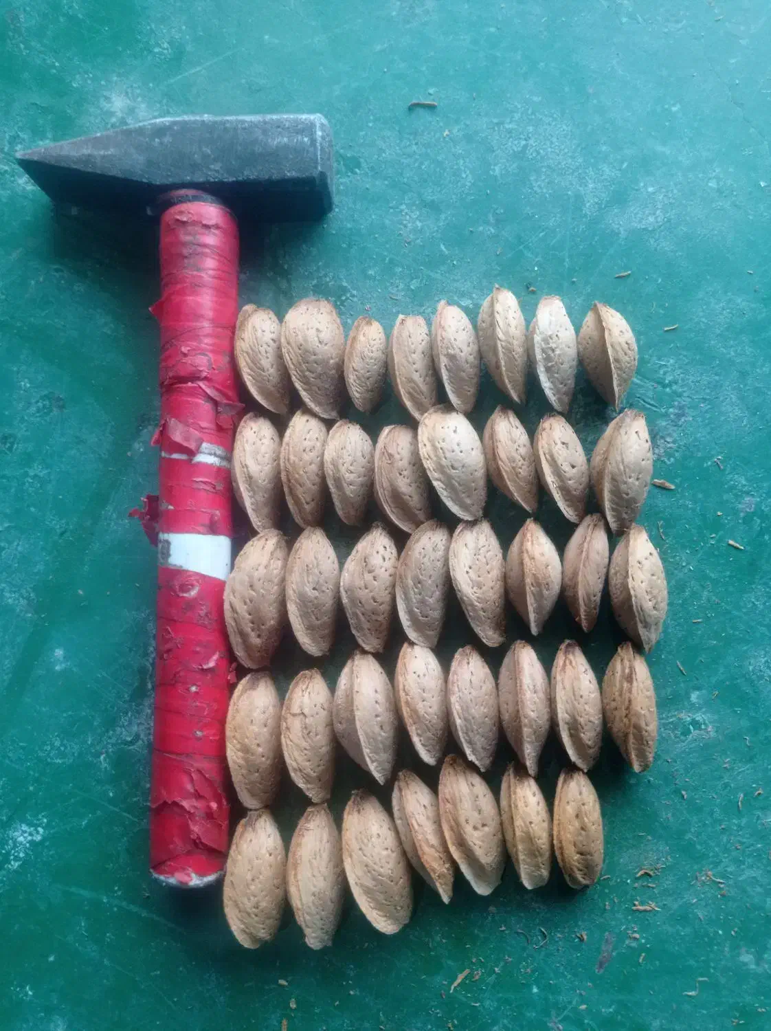 خرید بادام|خدمات باغبانی و درختکاری|سامان, |دیوار