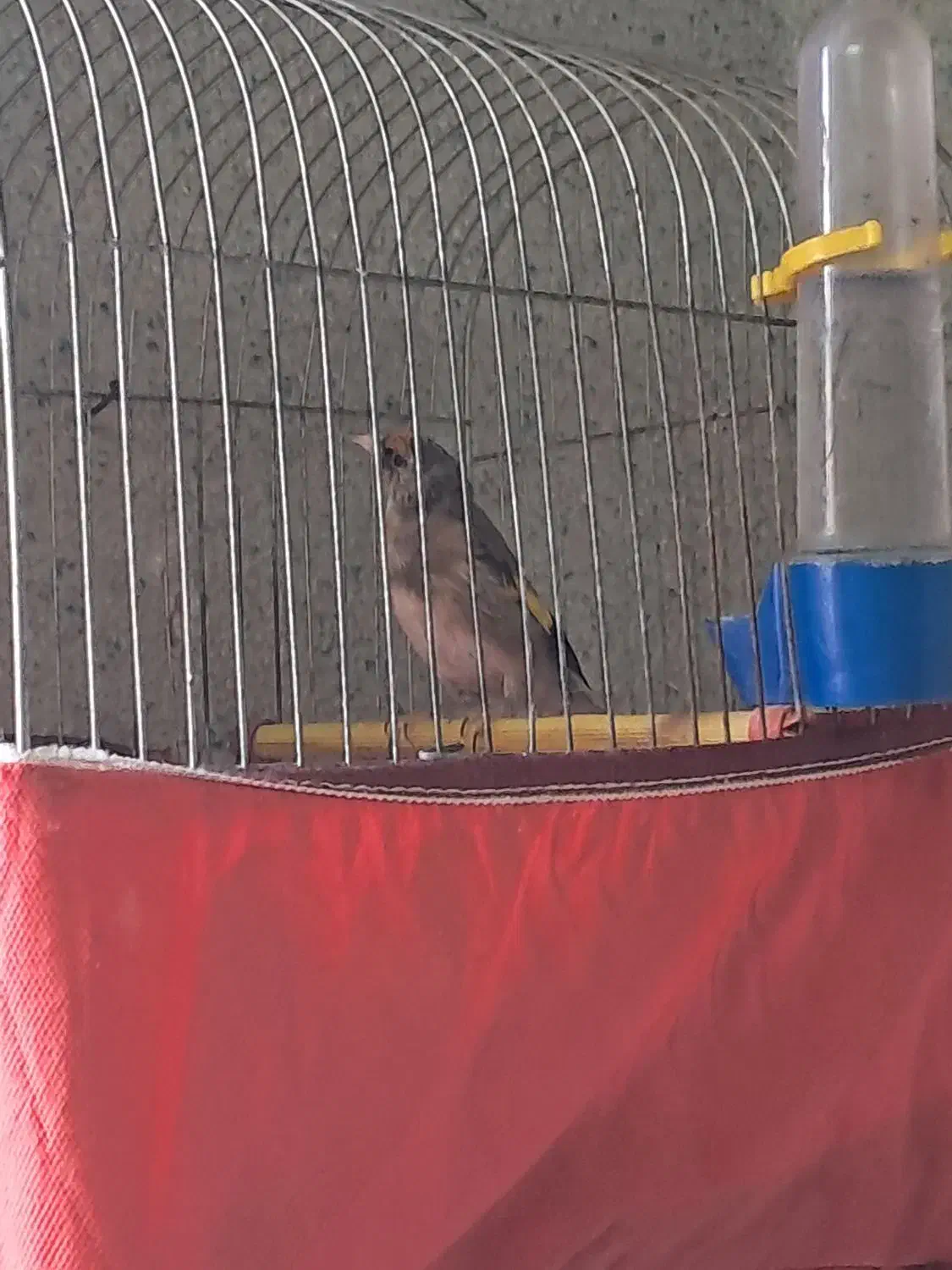 پرنده|پرنده|گرگان, |دیوار