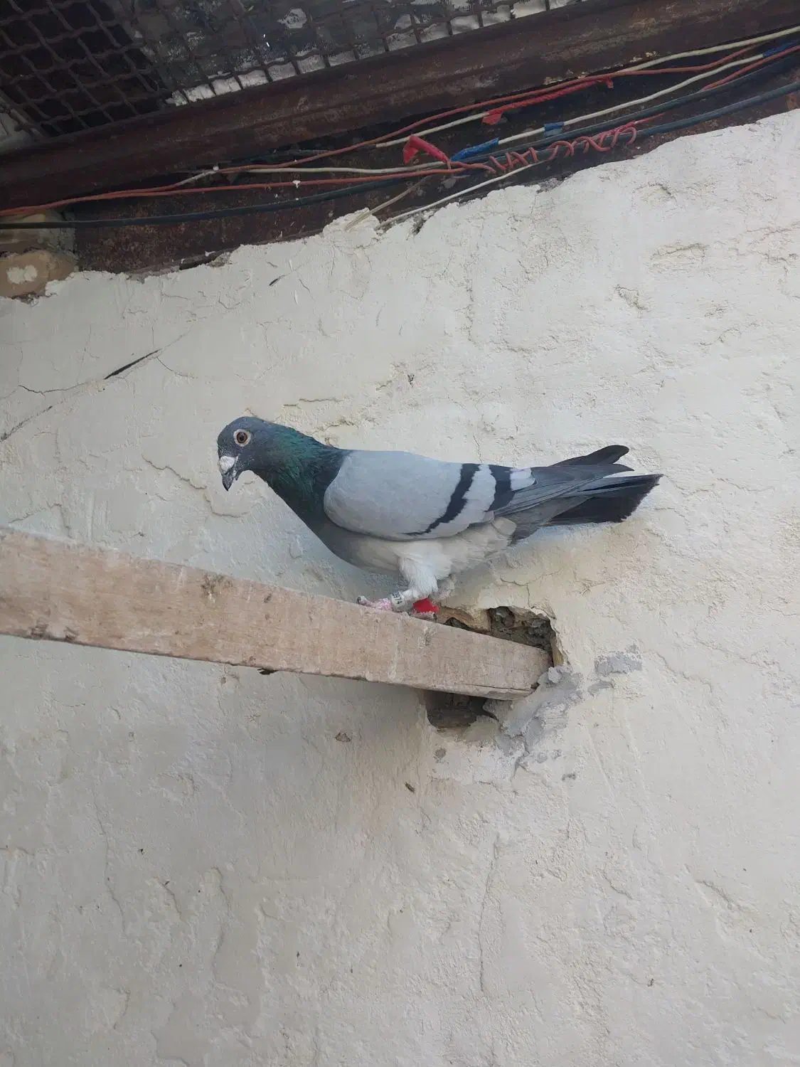 نر عراق۲۰۲۰|پرنده|خرمشهر, |دیوار