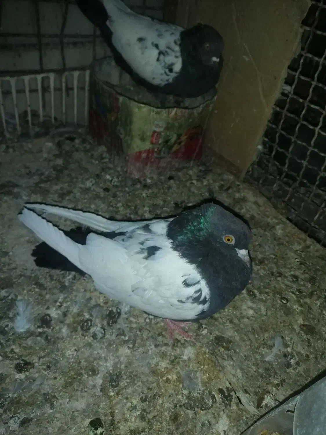 یه جفت سینه سیاه درجه یک بدون دم پوز|پرنده|داراب, |دیوار