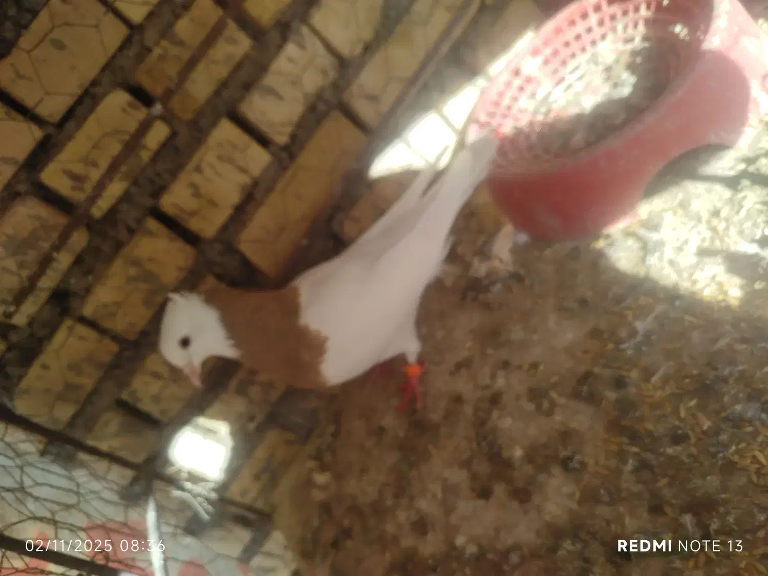 طوقی ماده|پرنده|اهواز, اسماعیلیه|دیوار