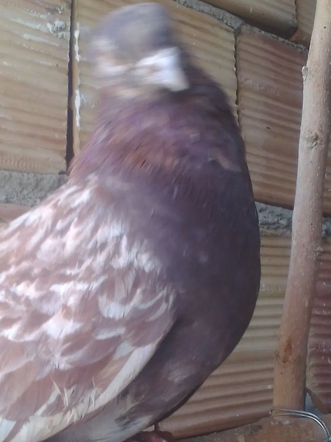 فروش کبوتر توافقی|پرنده|چهارباغ, |دیوار