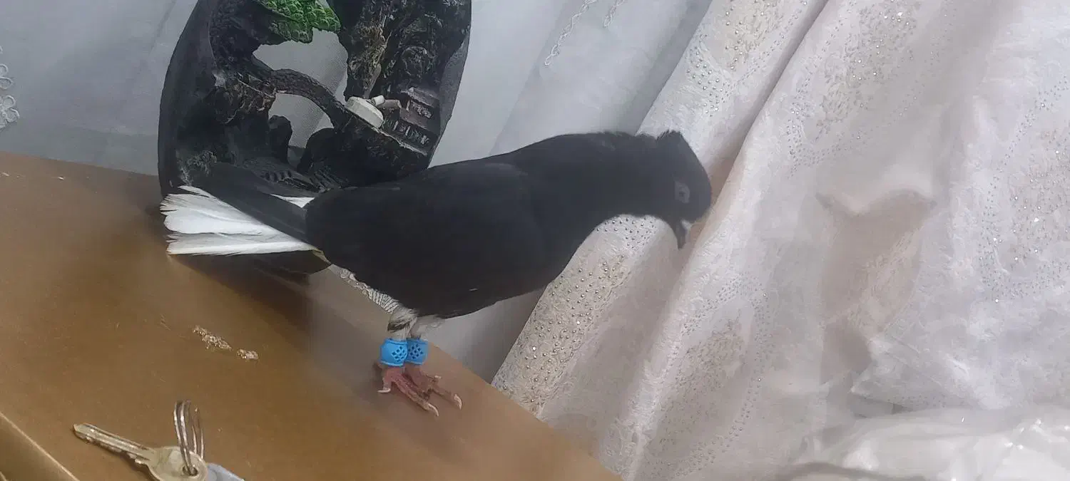 اشعل|پرنده|بندر ماهشهر, |دیوار