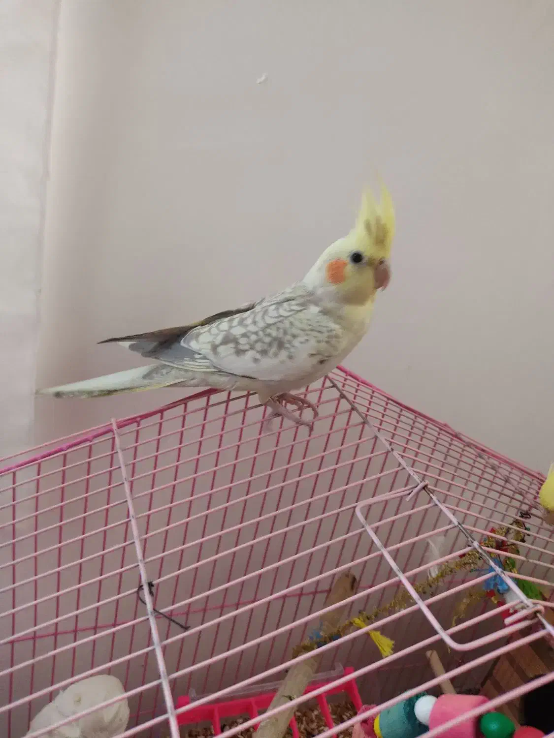 عروس هلندی|پرنده|پیرانشهر, |دیوار