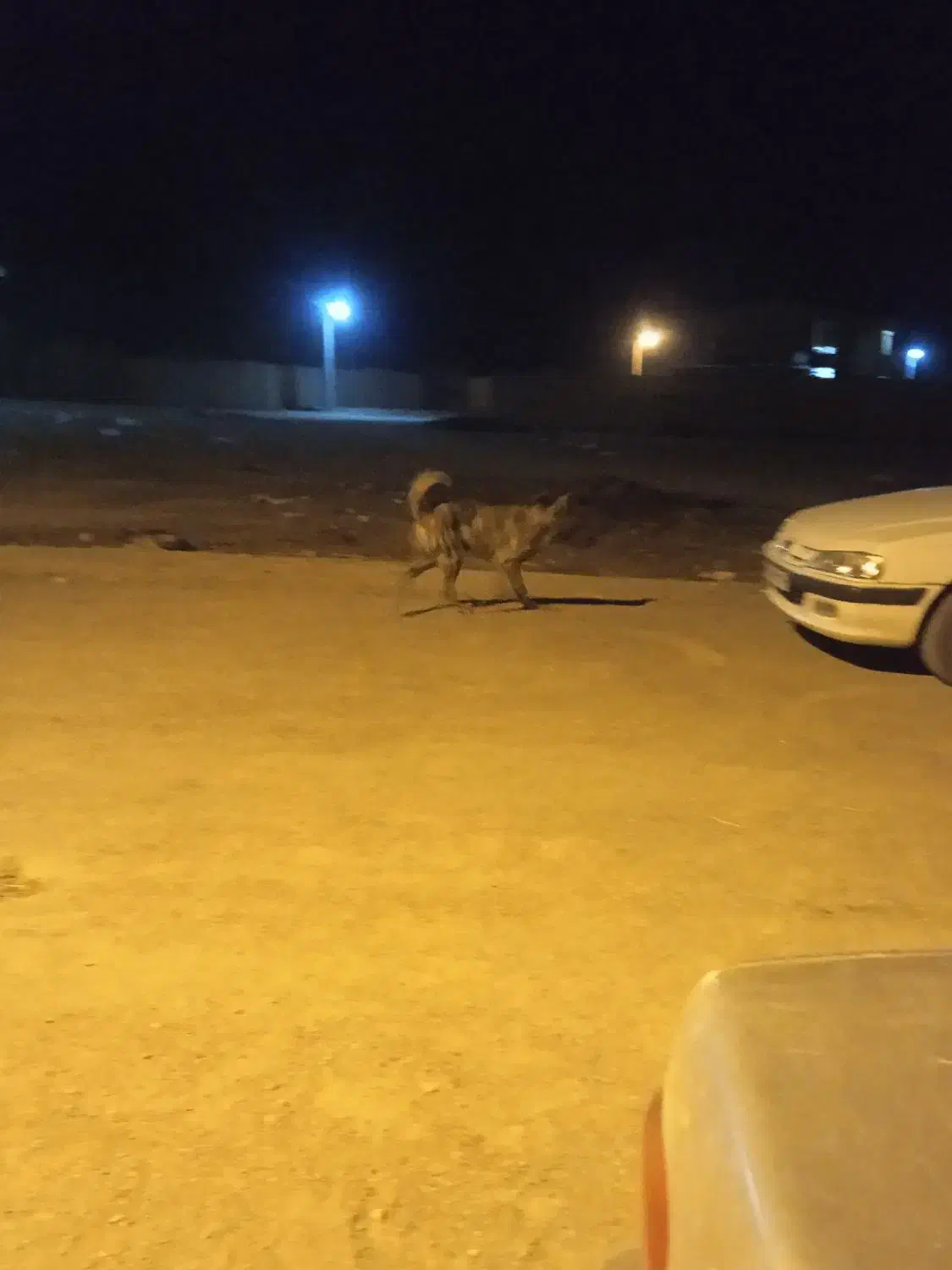 با سلام یک عدد کوله یک ساله ب شرط گله.|سگ|اراک, |دیوار