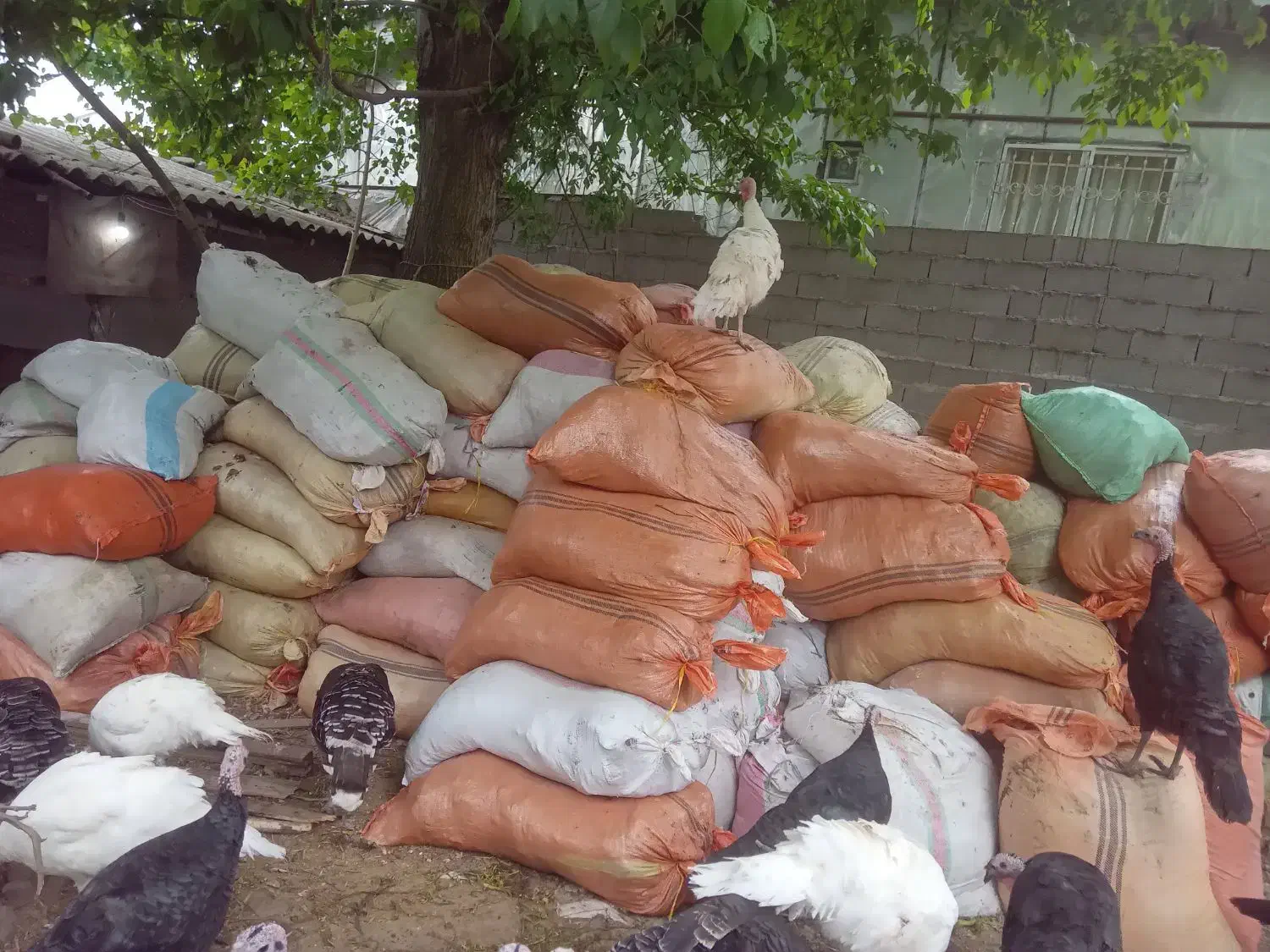 کود بوقلمون|حیوانات مزرعه|خشکبیجار, |دیوار