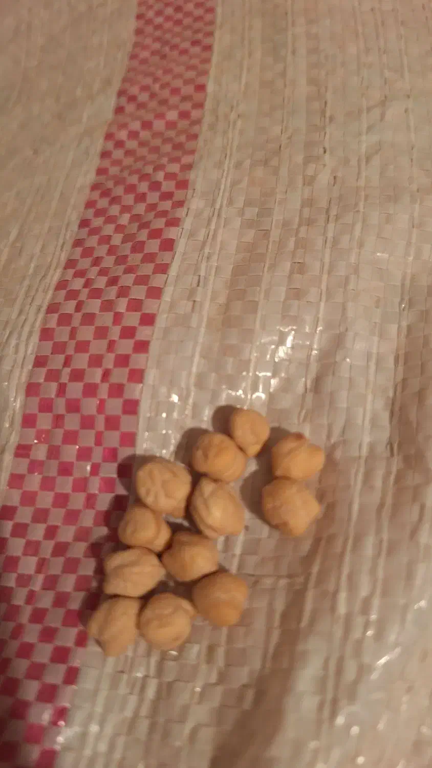 نخود دیم|عمده‌فروشی|بیلوار, |دیوار