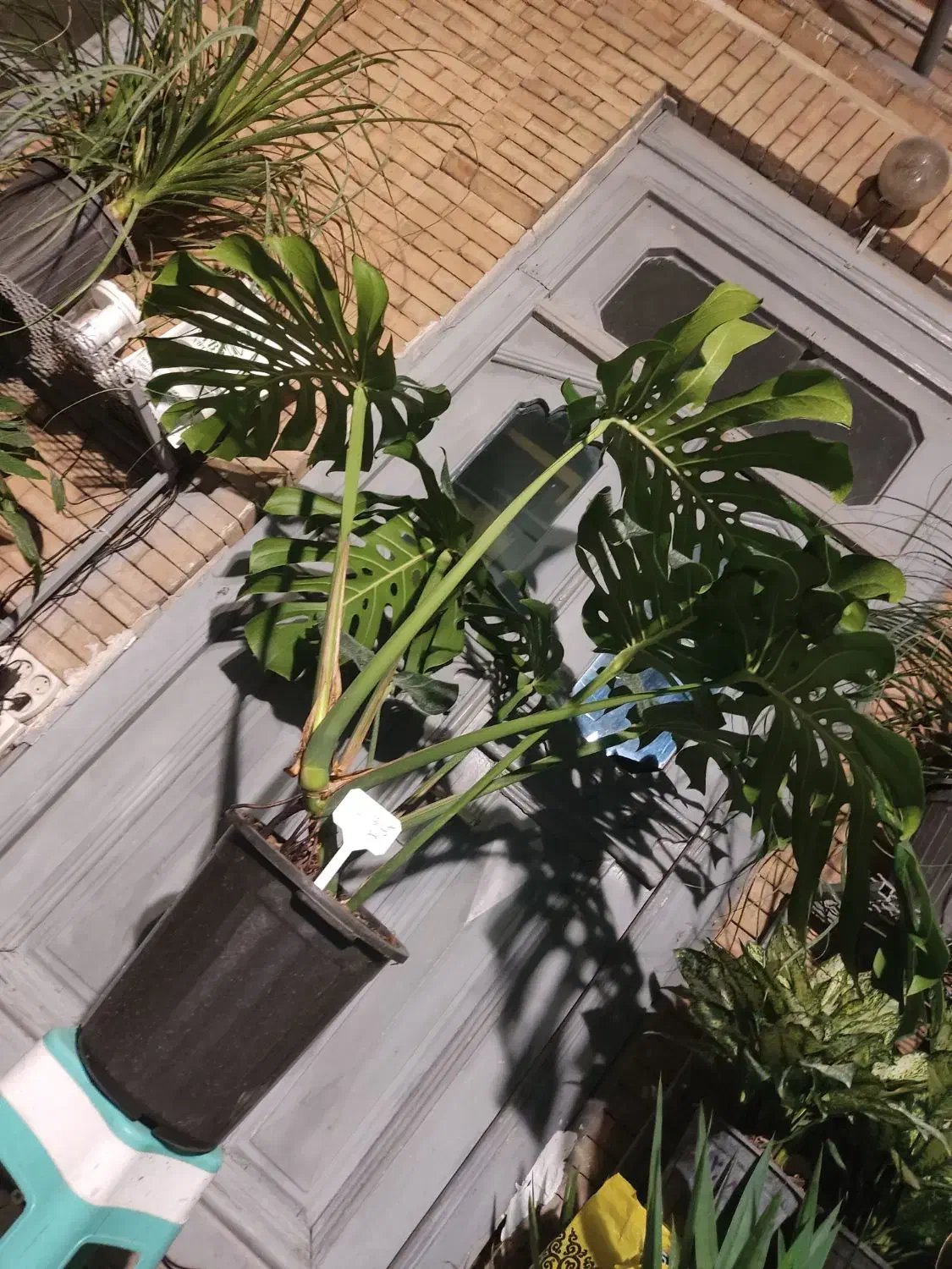 مانسترا غول پیکر|گل و گیاه طبیعی|ارومیه, |دیوار