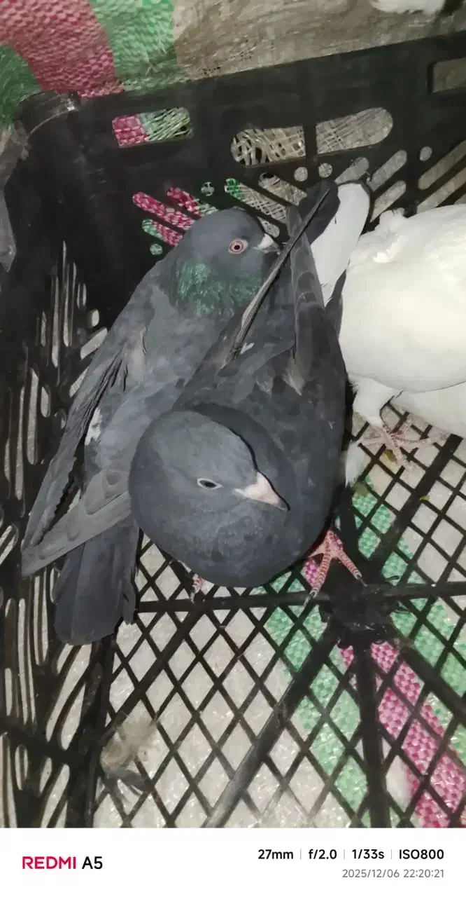 دو جفت کبوتر|پرنده|رامهرمز, |دیوار