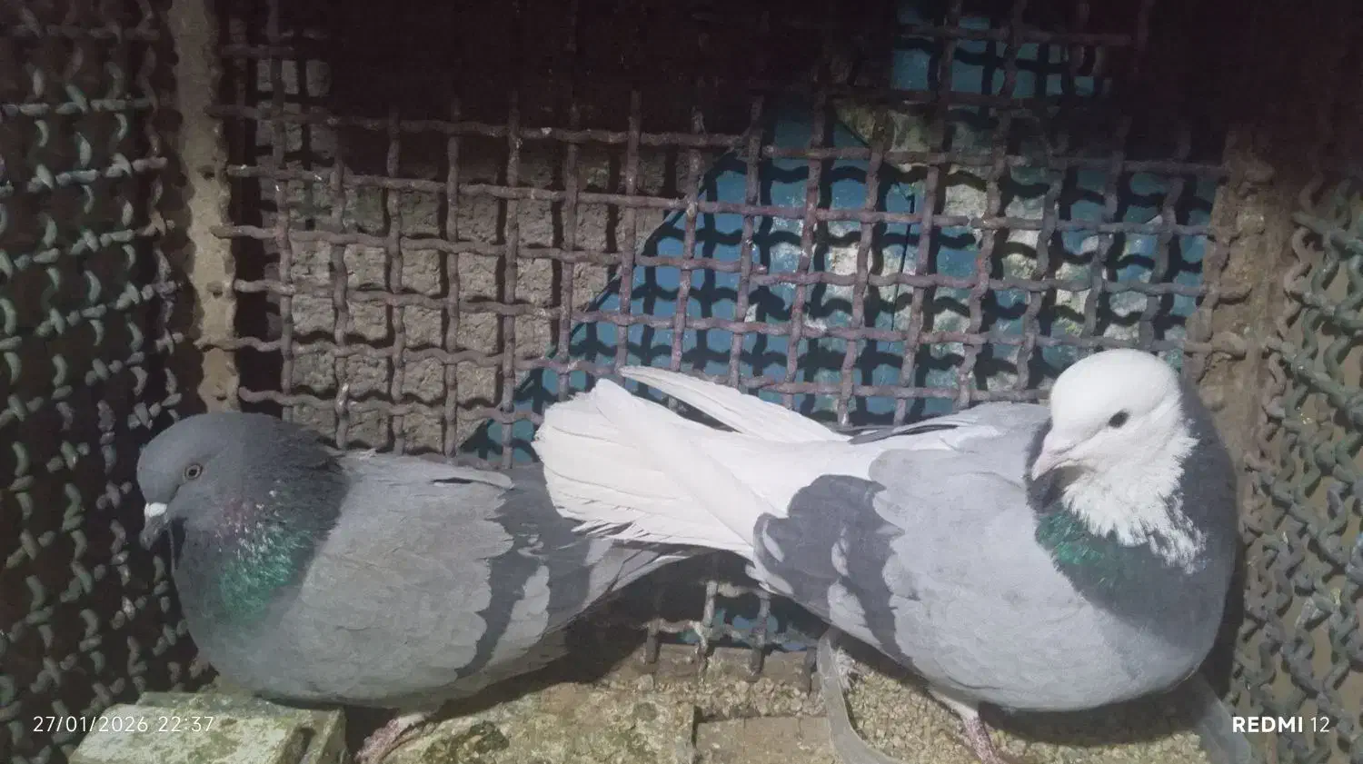 کفتر پرشی|پرنده|سامن, |دیوار