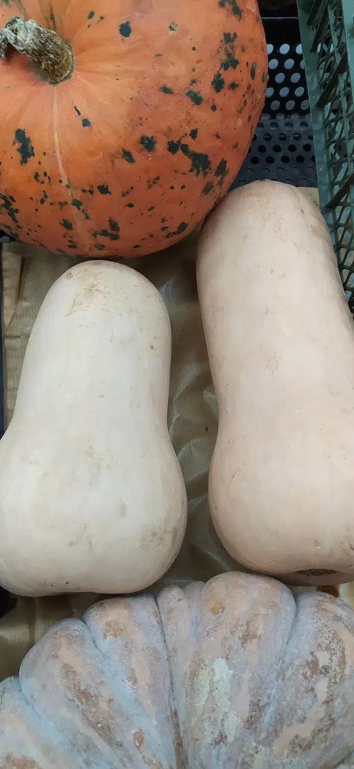 کدو حلوایی|خوردنی و آشامیدنی|مرودشت, فاز دوم شهرک فرهنگیان|دیوار