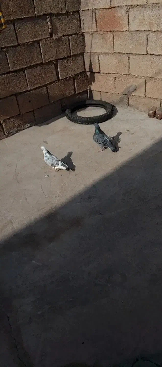 4عدد کبوتر|پرنده|مسجد سلیمان, |دیوار