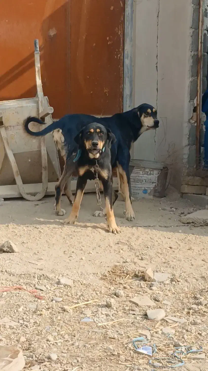 واگذاری سگ پژدر نگهبان|سگ|رباطکریم, حکیم آباد|دیوار