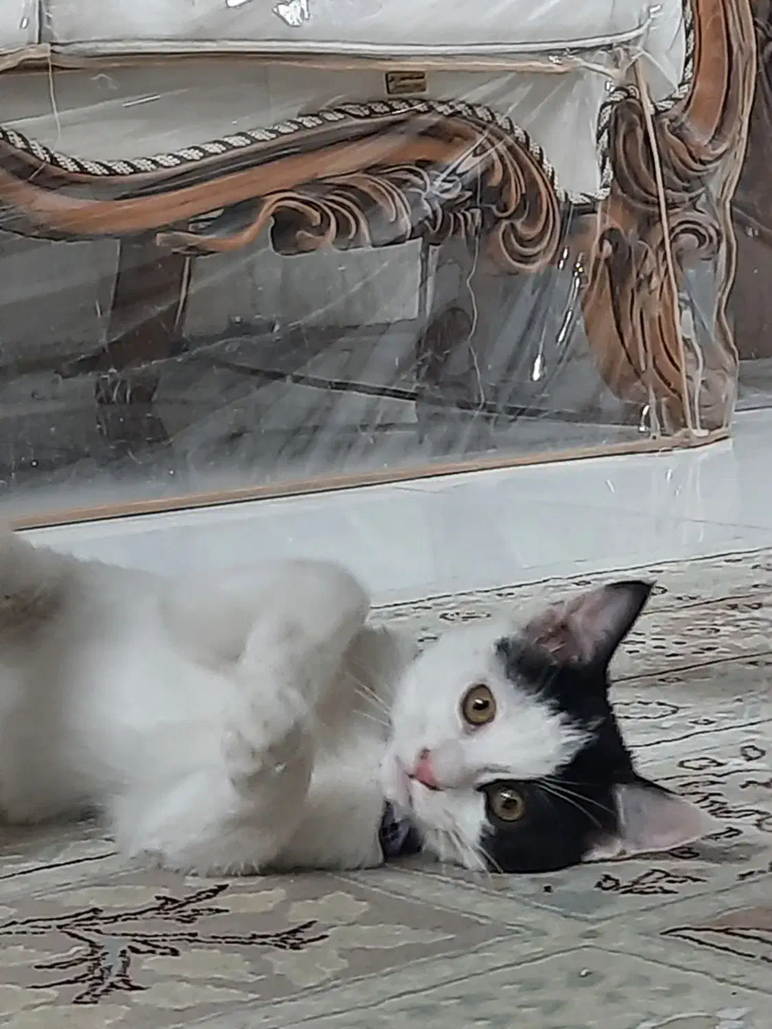 گربه ماده|گربه|اصفهان, خرم|دیوار