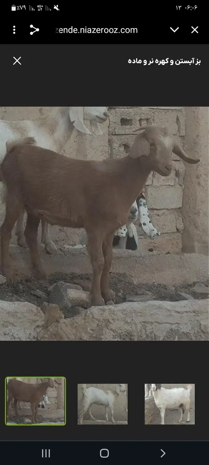 گوسفند فروشی|حیوانات مزرعه|کهنوج, |دیوار