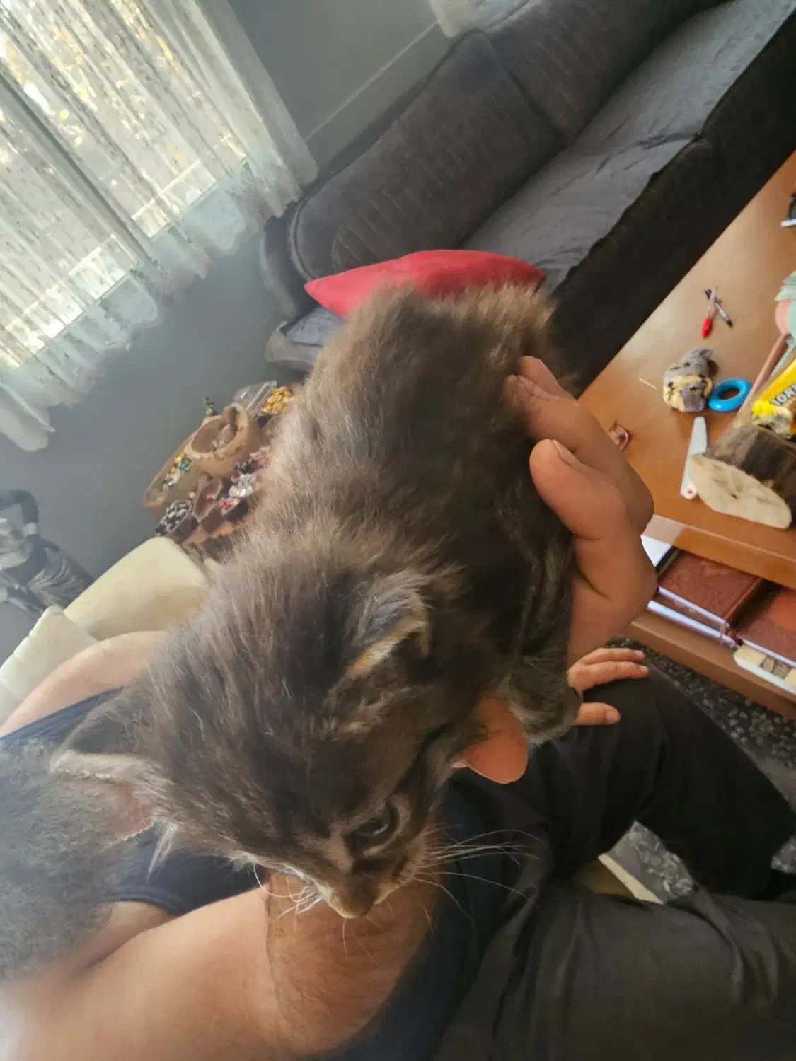 بچه گربه رایگانه رایگان|گربه|بشاریات, |دیوار