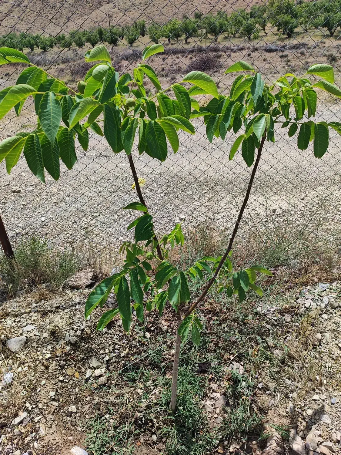 فروش ۵۰۰ متری در دماوند وادان سند تک برگ|فروش دفتر صنعتی، کشاورزی، تجاری|دماوند, دماوند|دیوار