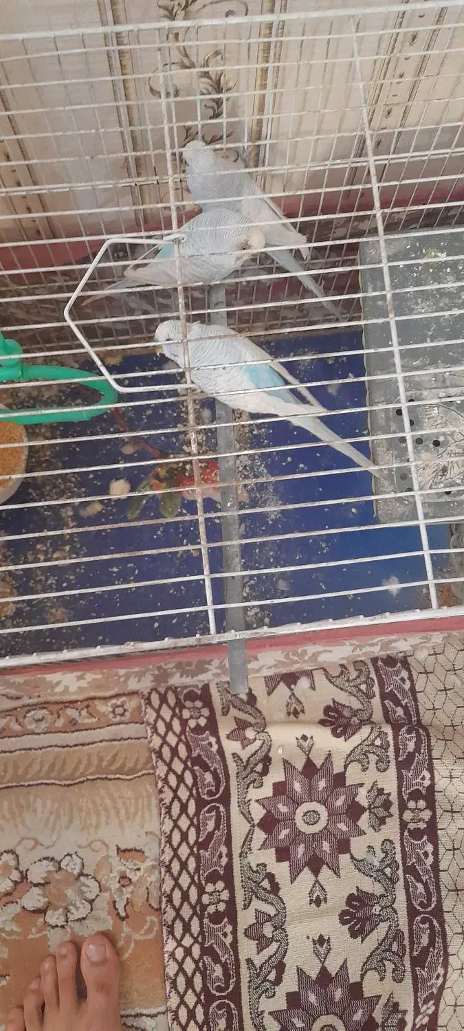 ۴عدد مرغ عشق|پرنده|مشهد, ایثارگران|دیوار