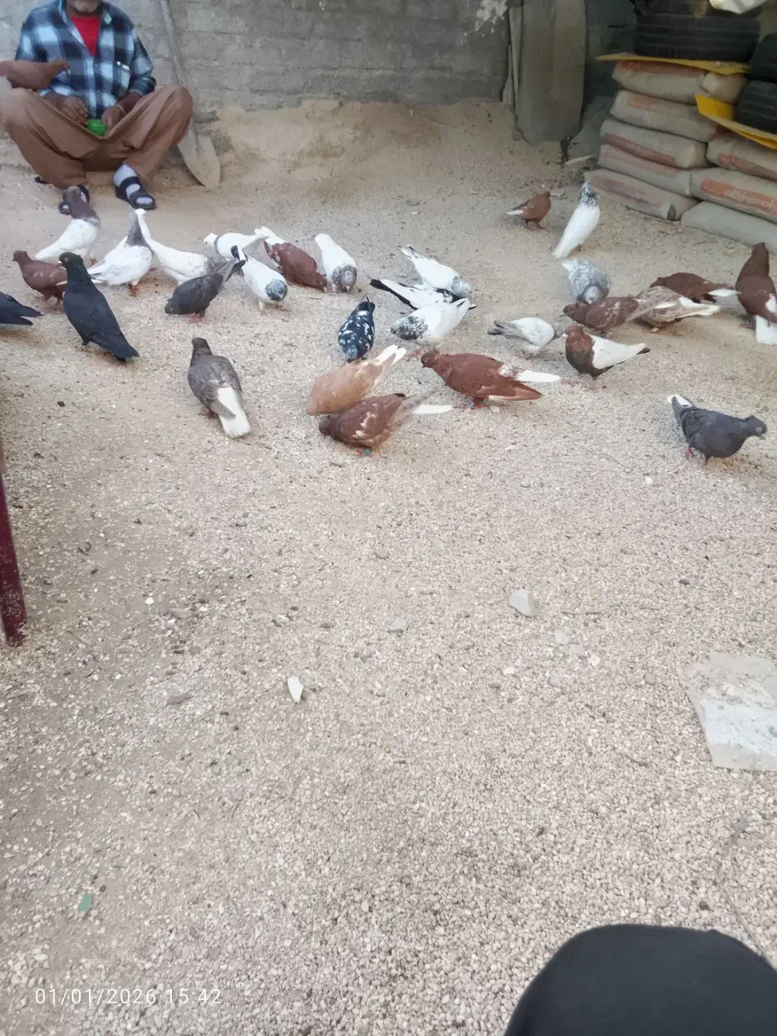 بستک|پرنده|بستک, |دیوار