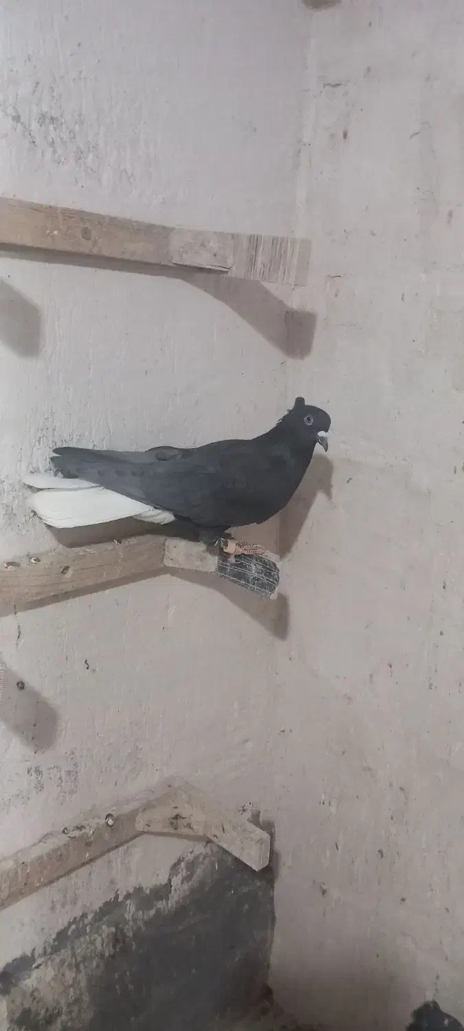 دم سفیدماده|پرنده|فردوس (خراسان), |دیوار