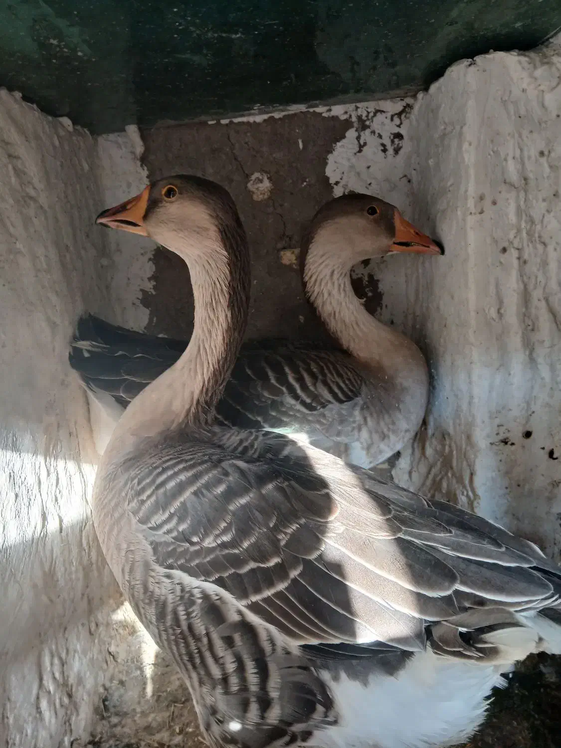 قوغاز اوکراینی.|حیوانات مزرعه|برخوار, |دیوار