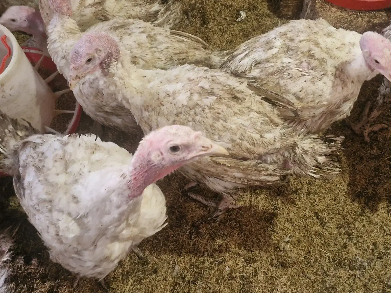 بقلمون پرورشی|حیوانات مزرعه|شفت, |دیوار