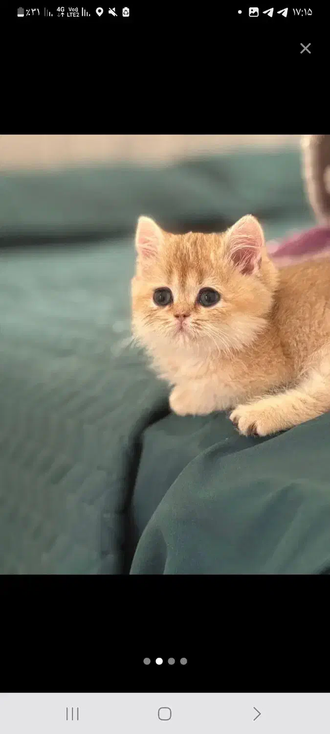 واگذاری گربه نژاد دار|گربه|کاشان, معلم|دیوار