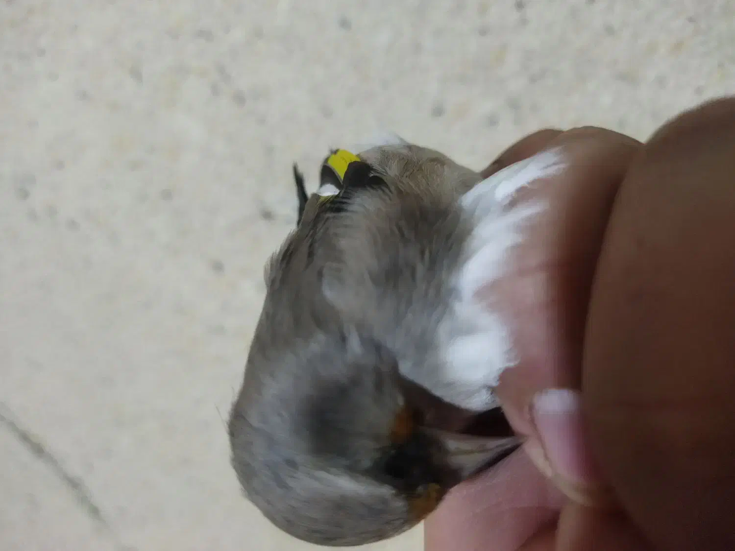 جوجه سهره|پرنده|ساوه, |دیوار