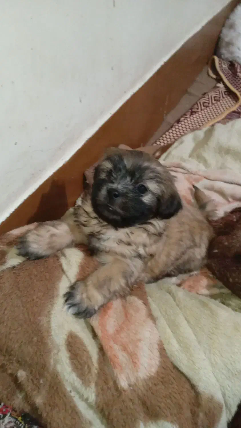 توله شیتزو|سگ|مسجد سلیمان, |دیوار