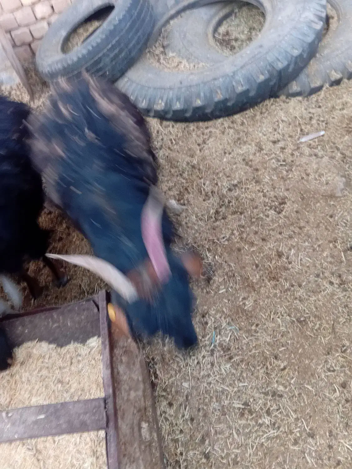 فروش بز|حیوانات مزرعه|برزک, |دیوار