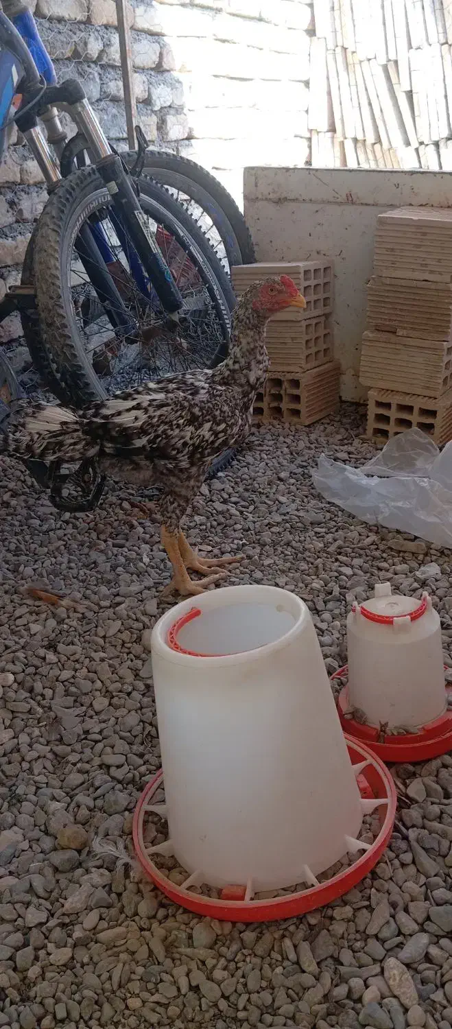 خروس لاری|حیوانات مزرعه|بردسکن, |دیوار