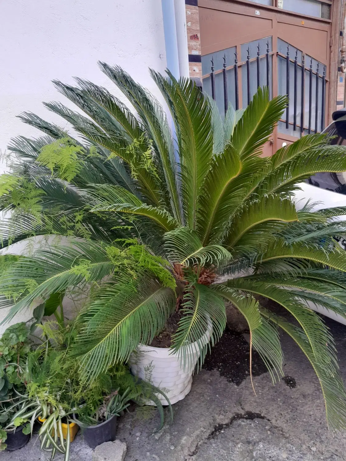 گل سیکاس|گل و گیاه طبیعی|رشت, ولکس|دیوار