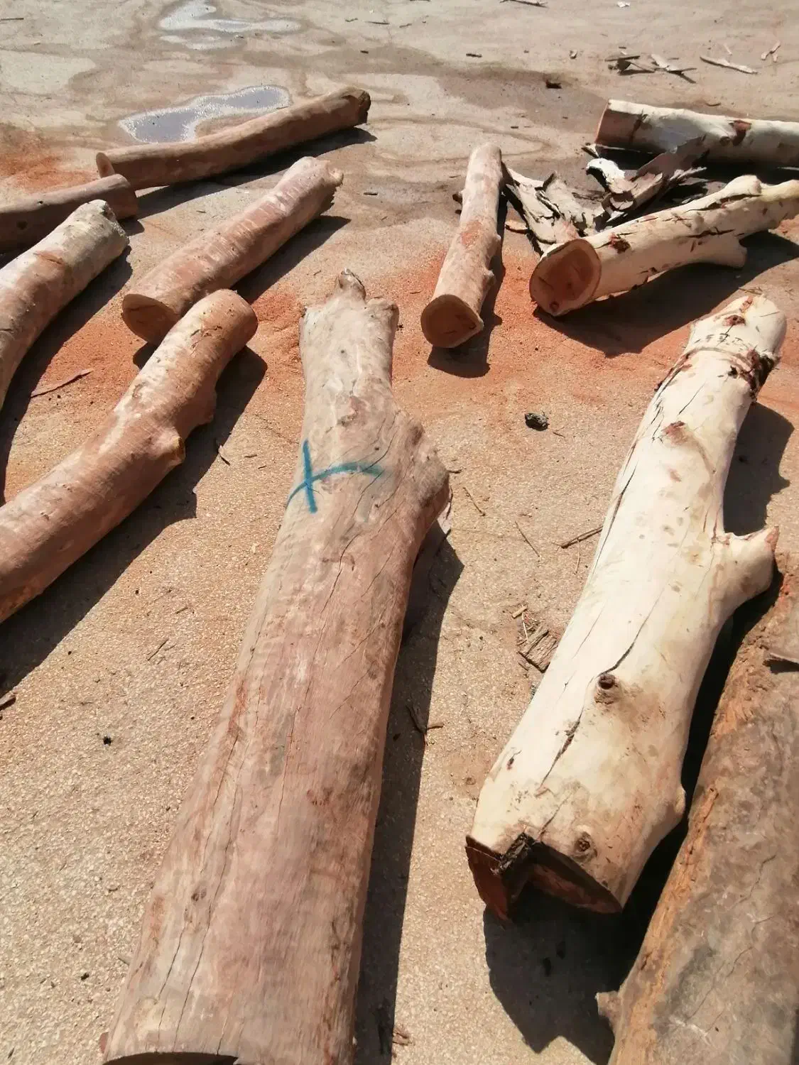 قطع و برش درخت رایگان|خدمات باغبانی و درختکاری|بوشهر, |دیوار