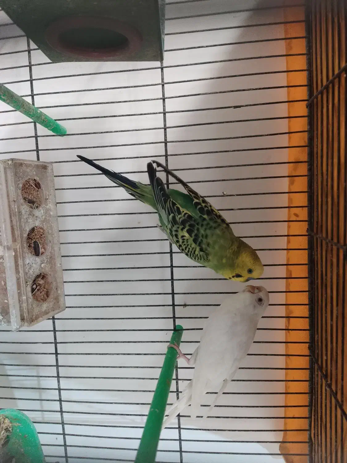 مرغ عشق|پرنده|قائن, |دیوار