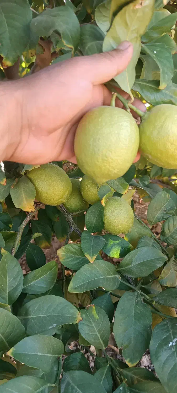 لیمو خاگی مخصوص سردخانه|عمده‌فروشی|جهرم, |دیوار