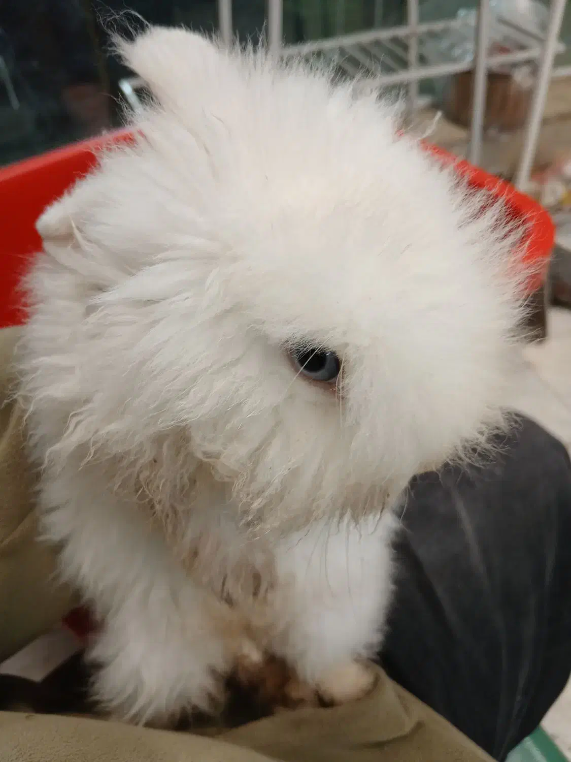 خرگوش|موش و خرگوش|قم, نیروگاه|دیوار