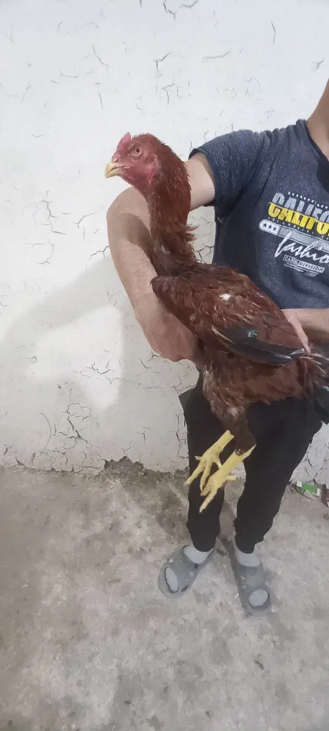 لاری ۶ماهه|حیوانات مزرعه|میانه, |دیوار