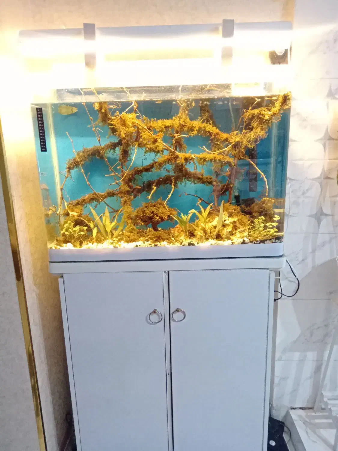 اکواریوم  ۸۰سانتی ب همراه کمد|ماهی|رباط‌کریم, نصیرشهر|دیوار