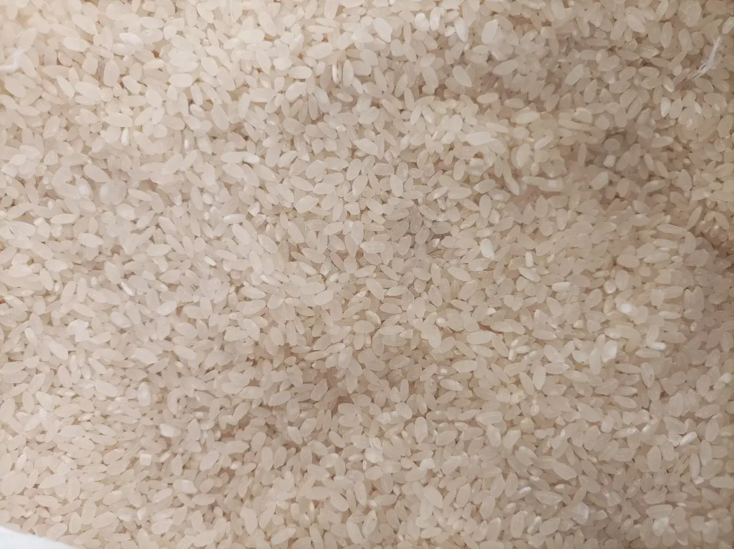 برنج گرده|حراج|مریوان, |دیوار