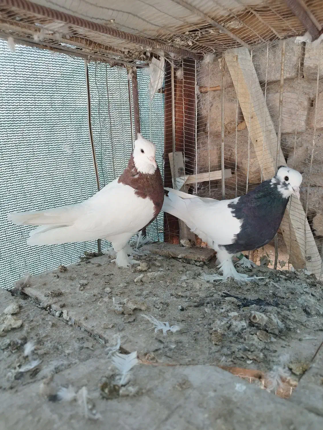 4 جفت طوقی عتیقه|پرنده|رفسنجان, |دیوار