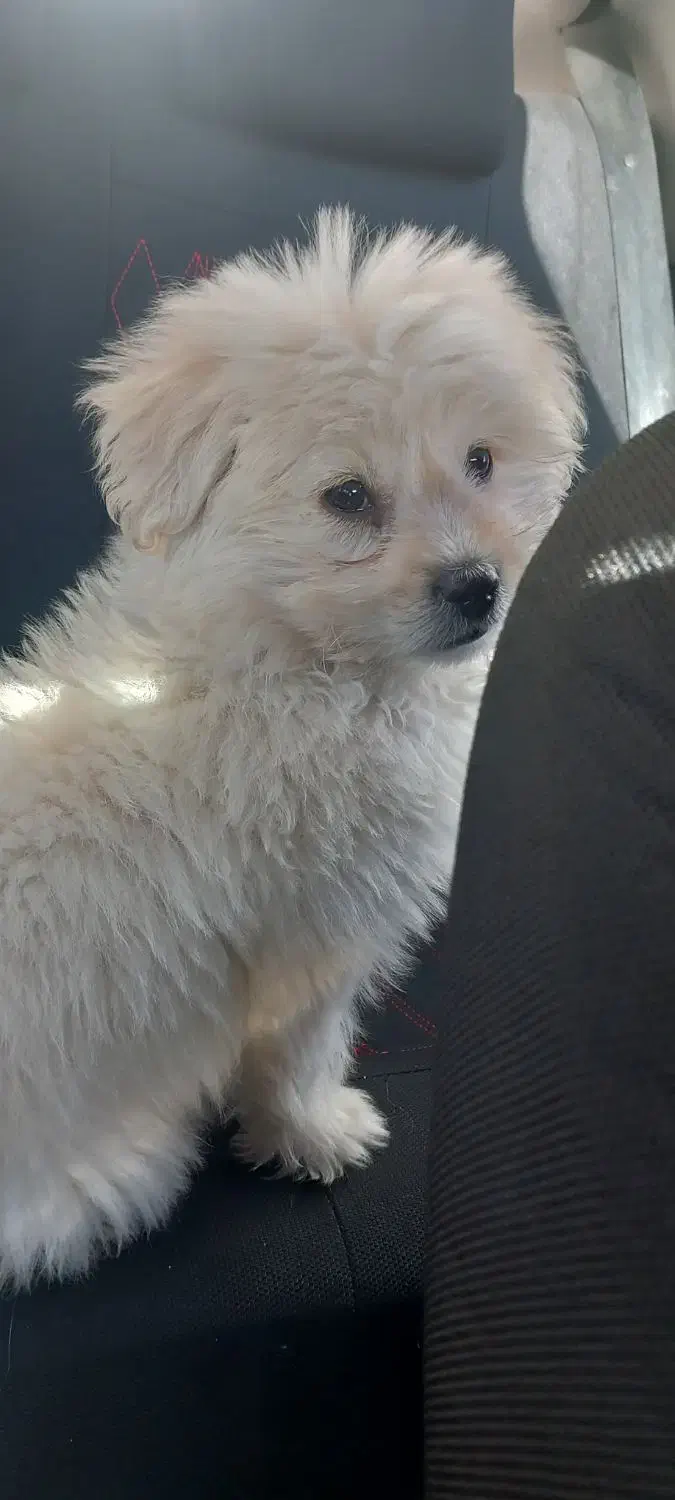 عروسک|سگ|وحیدیه, |دیوار