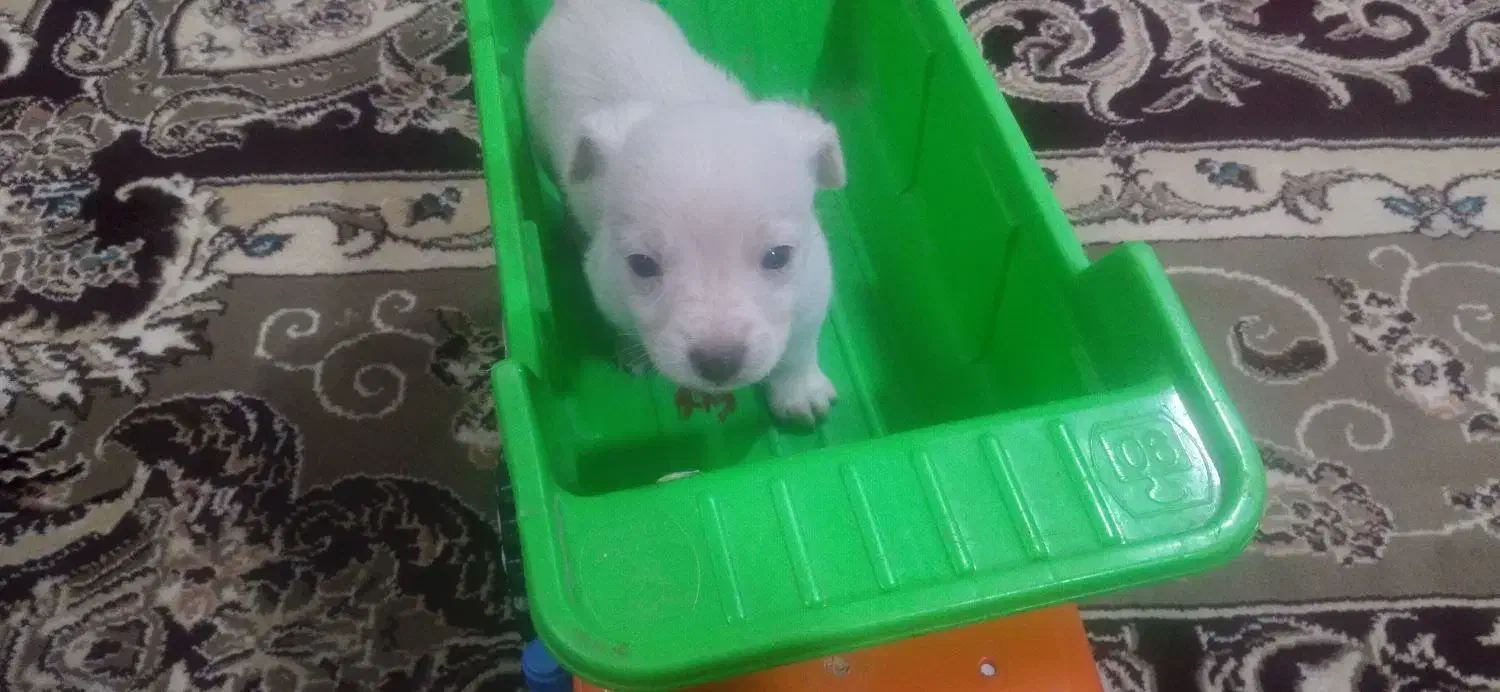 کوچولوی ناز|سگ|تربت جام, معدآباد|دیوار