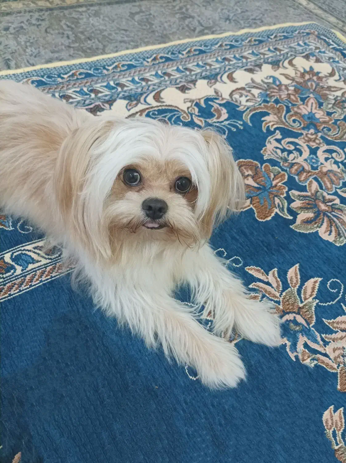 حنا ( پاکوتاه)|سگ|گرگان, |دیوار