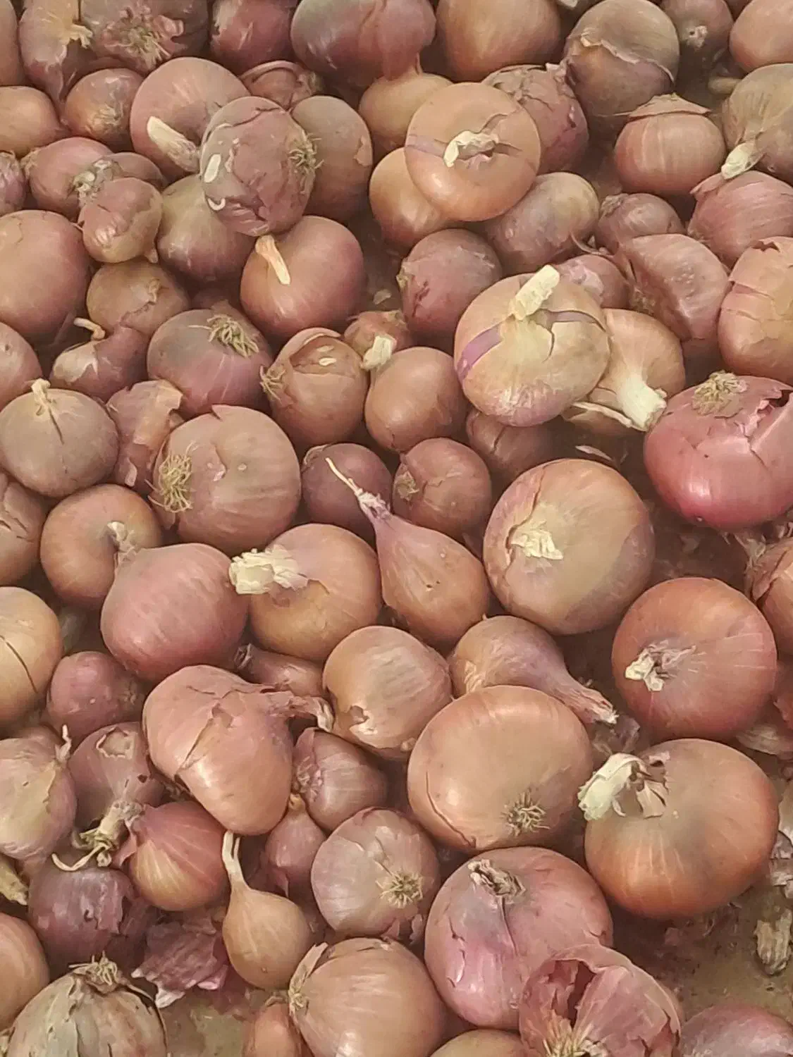 پیاز قرمز|خوردنی و آشامیدنی|فیروزآباد (فارس), |دیوار