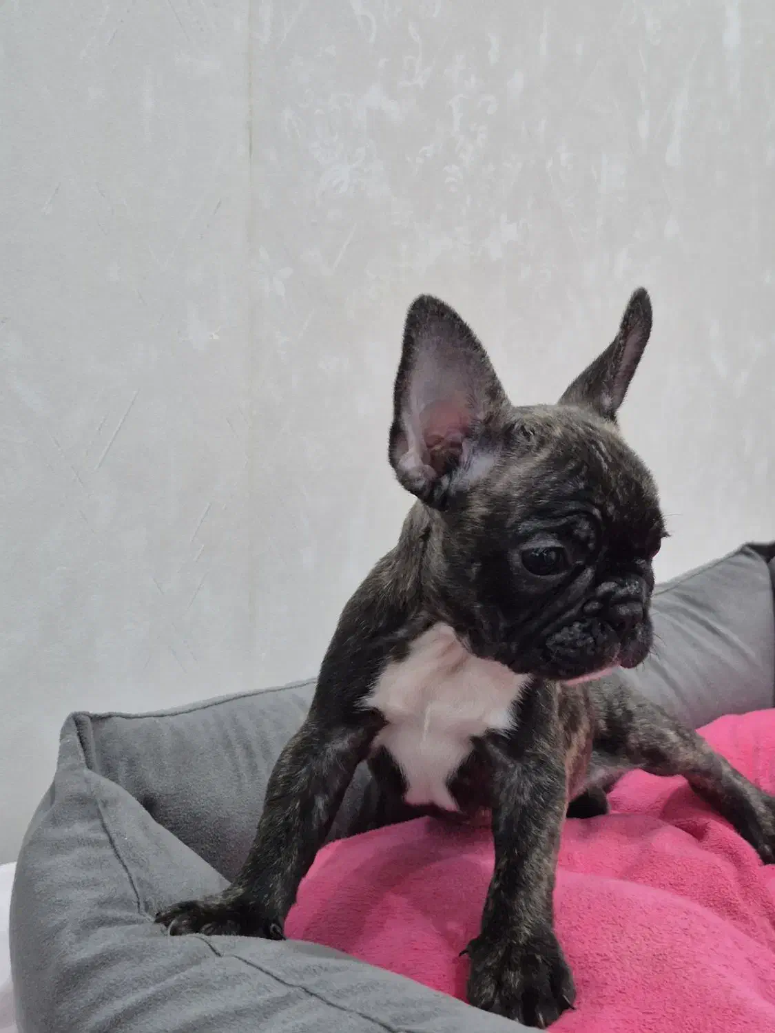 فرنچ بولداگ|سگ|لاهیجان, شیشه گران|دیوار