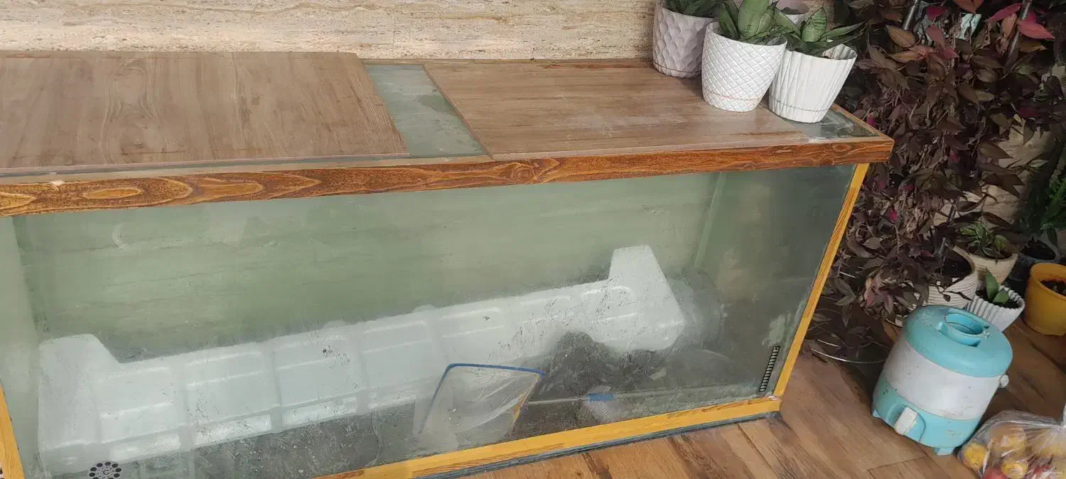 اکواریم|ماهی|رضوانشهر, |دیوار